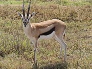 Thomson-Gazelle im Ngorongoro-Krater
