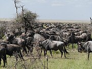 Gnus und Zebras während der Großen Migration in der Serengeti