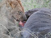 Löwe beim Fressen in der Serengeti
