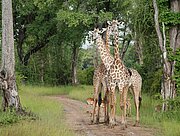 Giraffen im South Luangwa Nationalpark