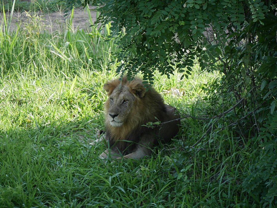 Löwe im Mikumi Nationalpark