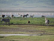 Zebras und Flamingos im Ngorongoro-Krater