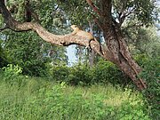 Leopard im South Luangwa Nationalpark