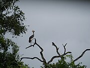 Kronenkranich im South Luangwa Nationalpark