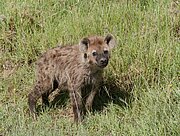 Hyäne in der Serengeti