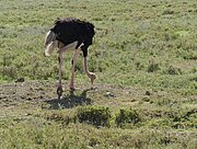 Strauß in der Serengeti