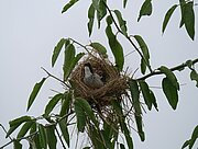 Webervogel im South Luangwa Nationalpark