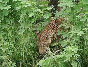 Leopard im South Luangwa Nationalpark