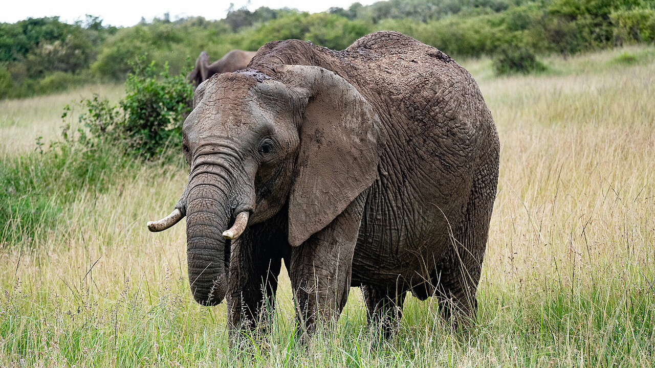Elefant (Loxodonta africana)