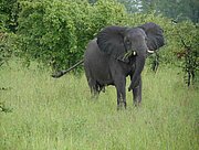 Elefant im South Luangwa Nationalpark
