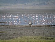 Zebra und Flamingos im Ngorongoro-Krater