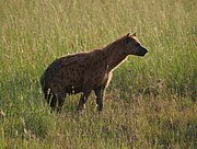 Hyäne in der Serengeti