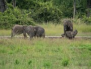 Elefanten im South Luangwa Nationalpark