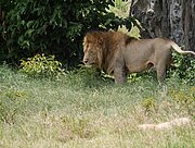 Löwe im Ngorongoro-Krater
