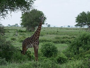 Giraffe im Mikumi Nationalpark