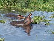 Flusspferde im Ngorongoro-Krater