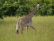 Giraffe im South Luangwa Nationalpark