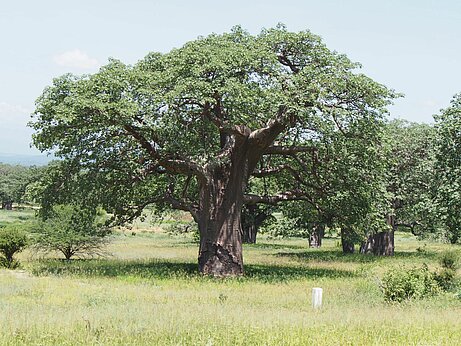 Baobab/Affenbrotbaum