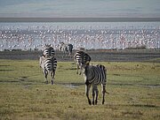 Zebras und Flamingos im Ngorongoro-Krater