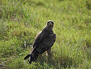 Adler im Ngorongoro-Krater