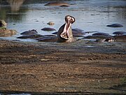 Flußpferd in der Serengeti