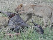 Löwe beim Fressen in der Serengeti