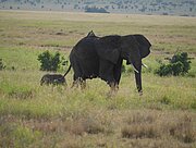 Elefant in der Serengeti