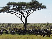 Gnus und Zebras während der Großen Migration in der Serengeti
