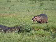 Flusspferde im Ngorongoro-Krater