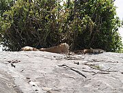 Kopje mit Löwen in der Serengeti