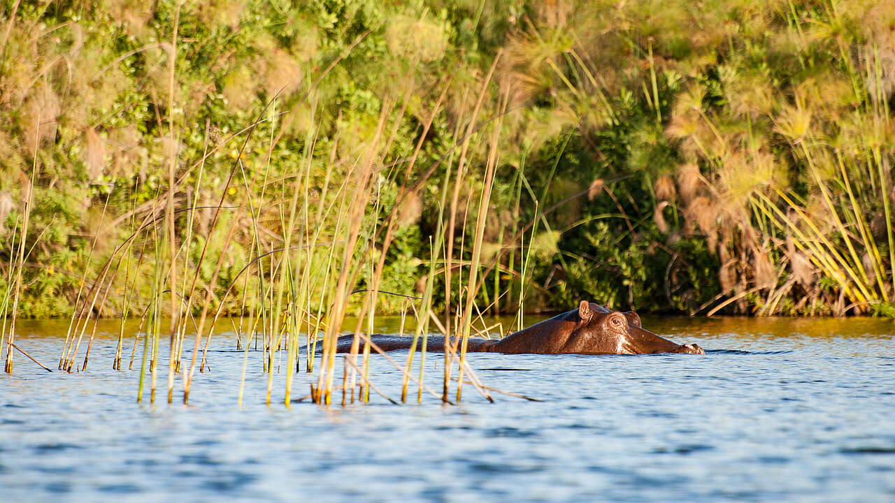 Flusspferd im Okavango Delta
