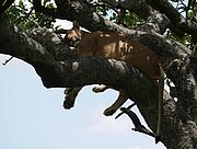Löwe auf einem Baum in der Serengeti